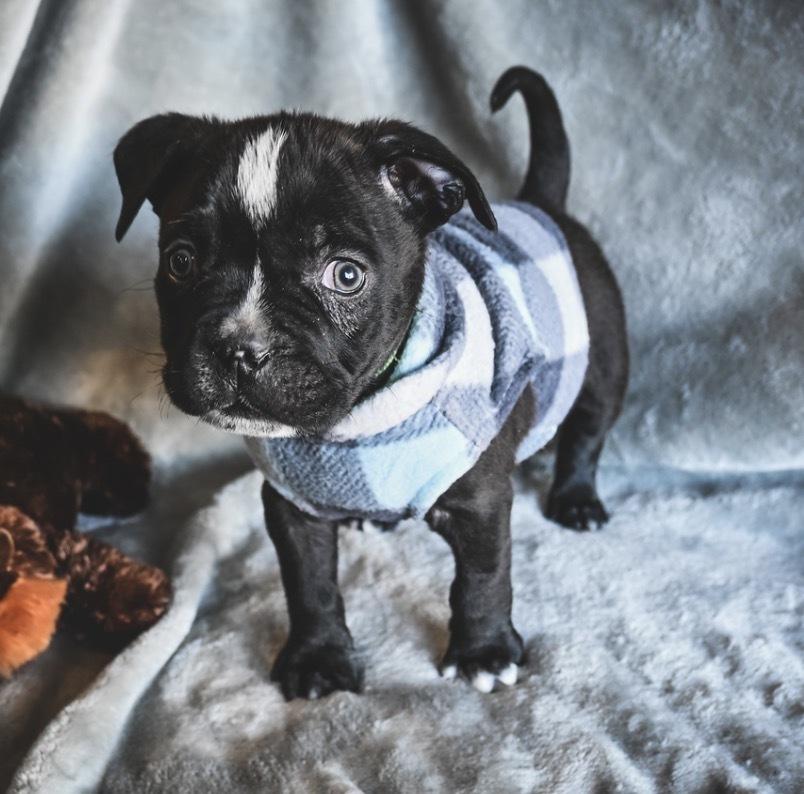 Busy, Adoptable, Puppy Male Pit Bull Terrier & Mixed Breed.