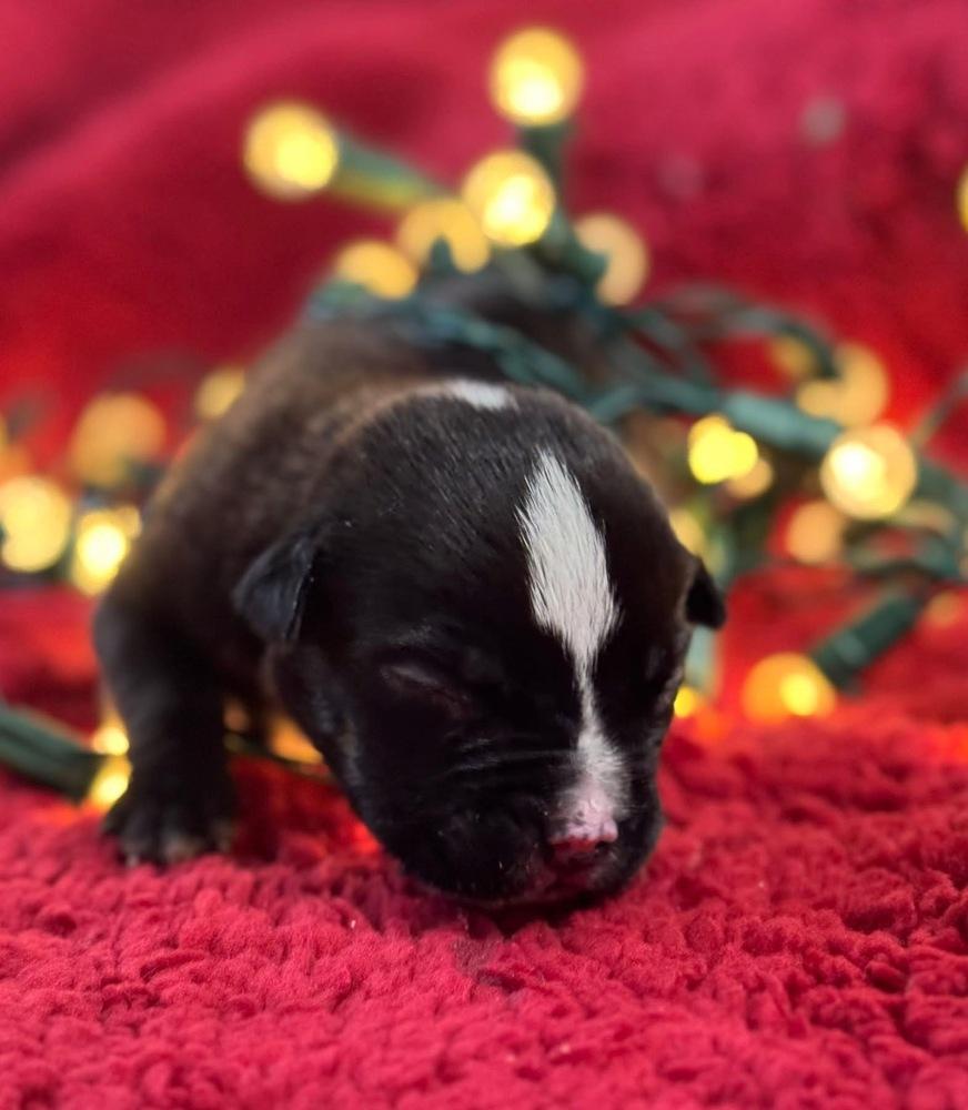 Busy, Adoptable, Puppy Male Pit Bull Terrier & Mixed Breed.