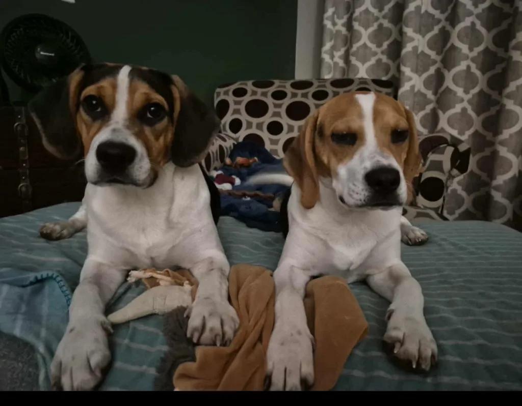 Enlarge Jenny Onslow, a Adoptable Beagle in Waldorf, MD image 1/4