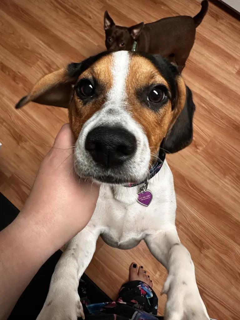 Enlarge Jenny Onslow, a Adoptable Beagle in Waldorf, MD image 2/4