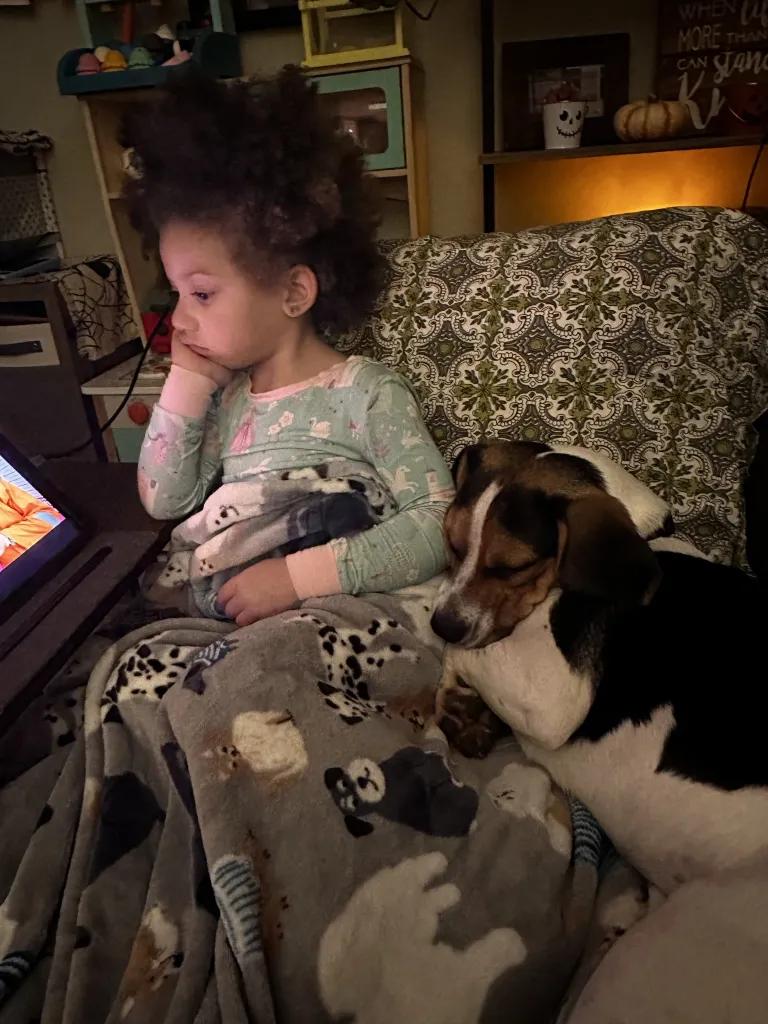 Enlarge Jenny Onslow, a Adoptable Beagle in Waldorf, MD image 4/4