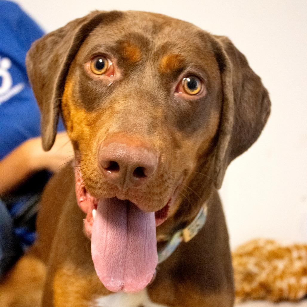 Gabby, Adoptable, Adult Female Mixed Breed & Mixed Breed.