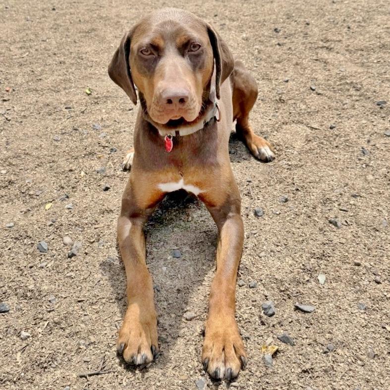 Enlarge Gabby, a Adoptable mixed breed in Medford, OR image 2/2