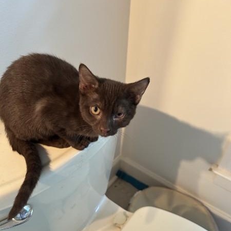 Tootsie, a ADOPTABLE Domestic Short Hair in Wilmington, NC image 5/5