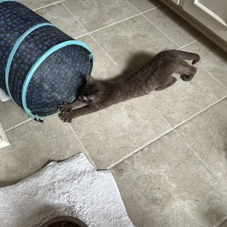 Tootsie, a ADOPTABLE Domestic Short Hair in Wilmington, NC image 3/5