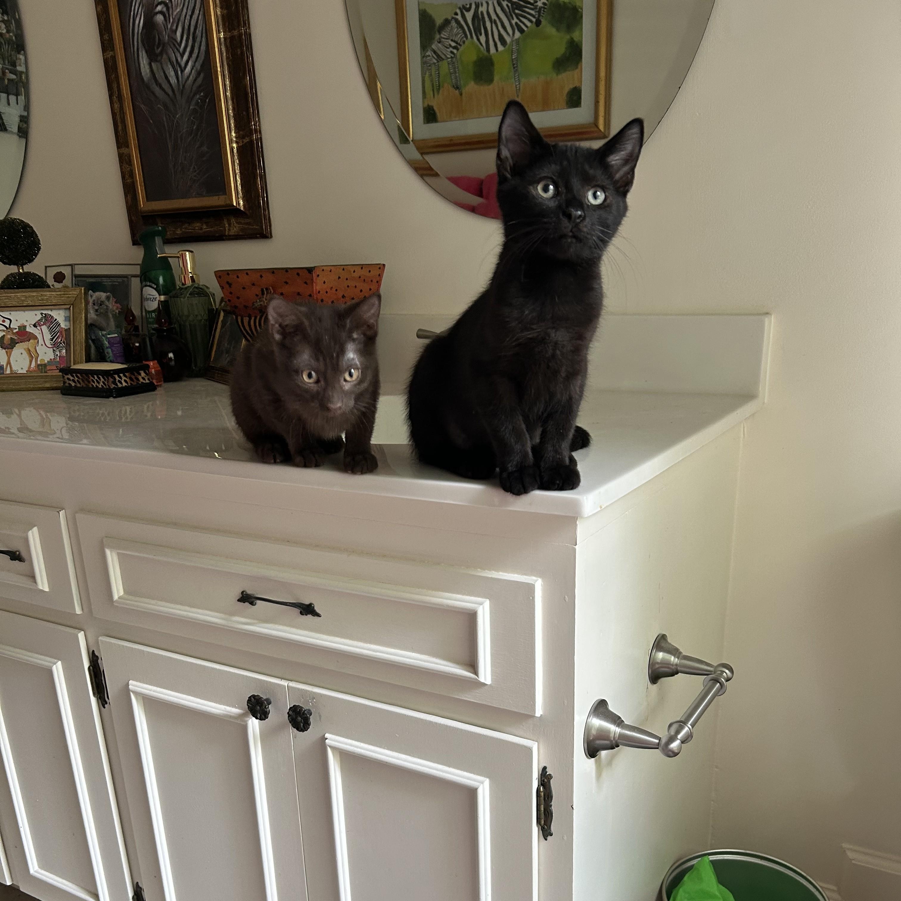 Tootsie, a ADOPTABLE Domestic Short Hair in Wilmington, NC image 4/5