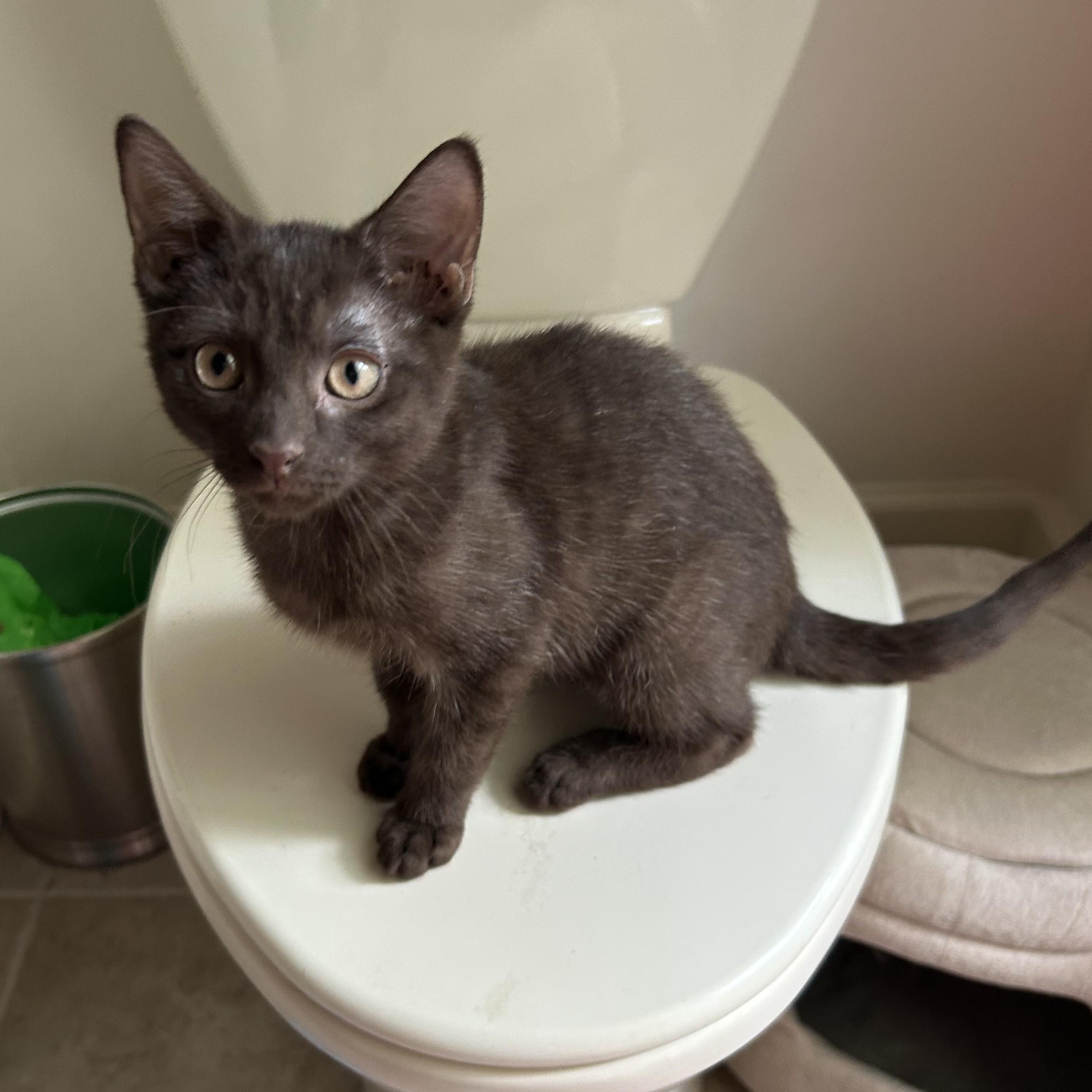 Tootsie, ADOPTABLE, Kitten Female Domestic Short Hair.