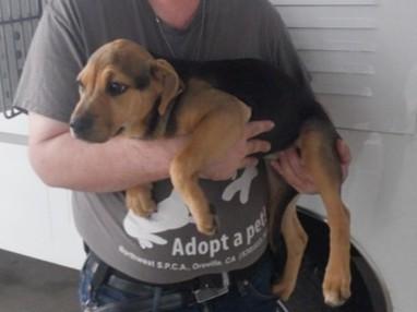 GEMMA, Adoptable, Puppy Female German Shepherd Dog & Mixed Breed.