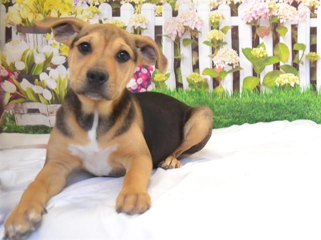 GEMMA, Adoptable, Puppy Female German Shepherd Dog & Mixed Breed.