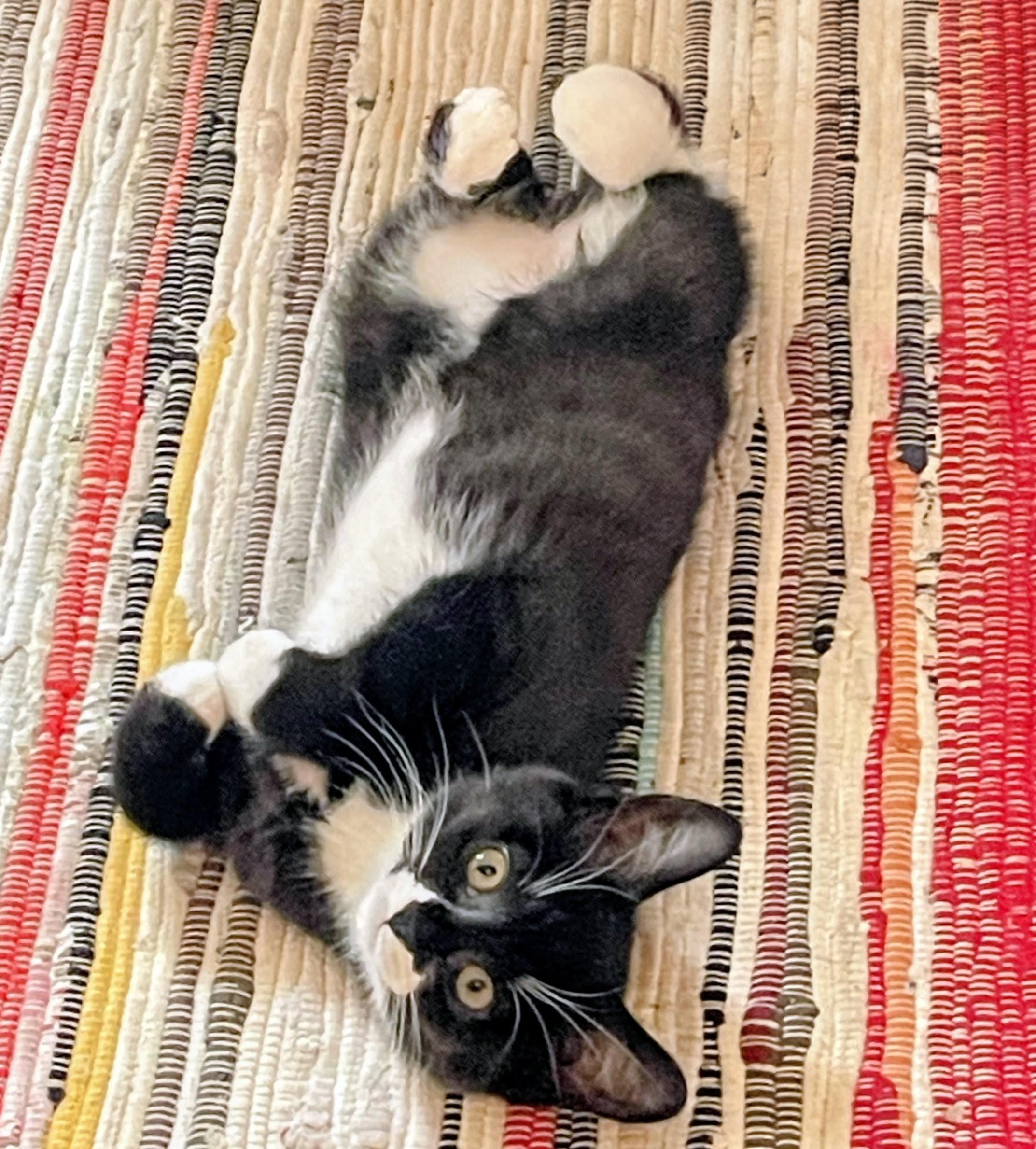 Dale, a Adoptable Domestic Short Hair in Montreal, QC image 2/6