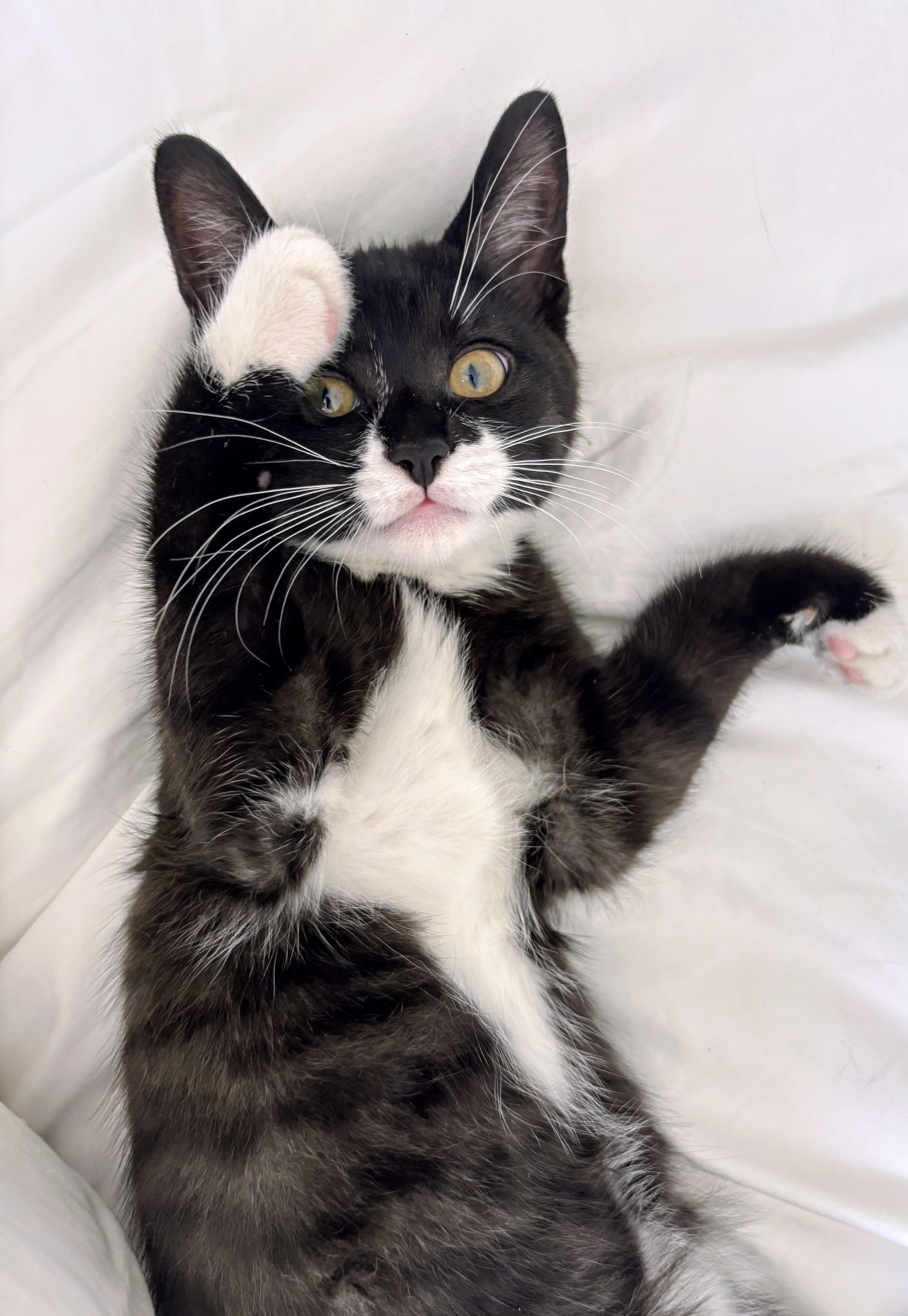 Dale, a Adoptable Domestic Short Hair in Montreal, QC image 3/6