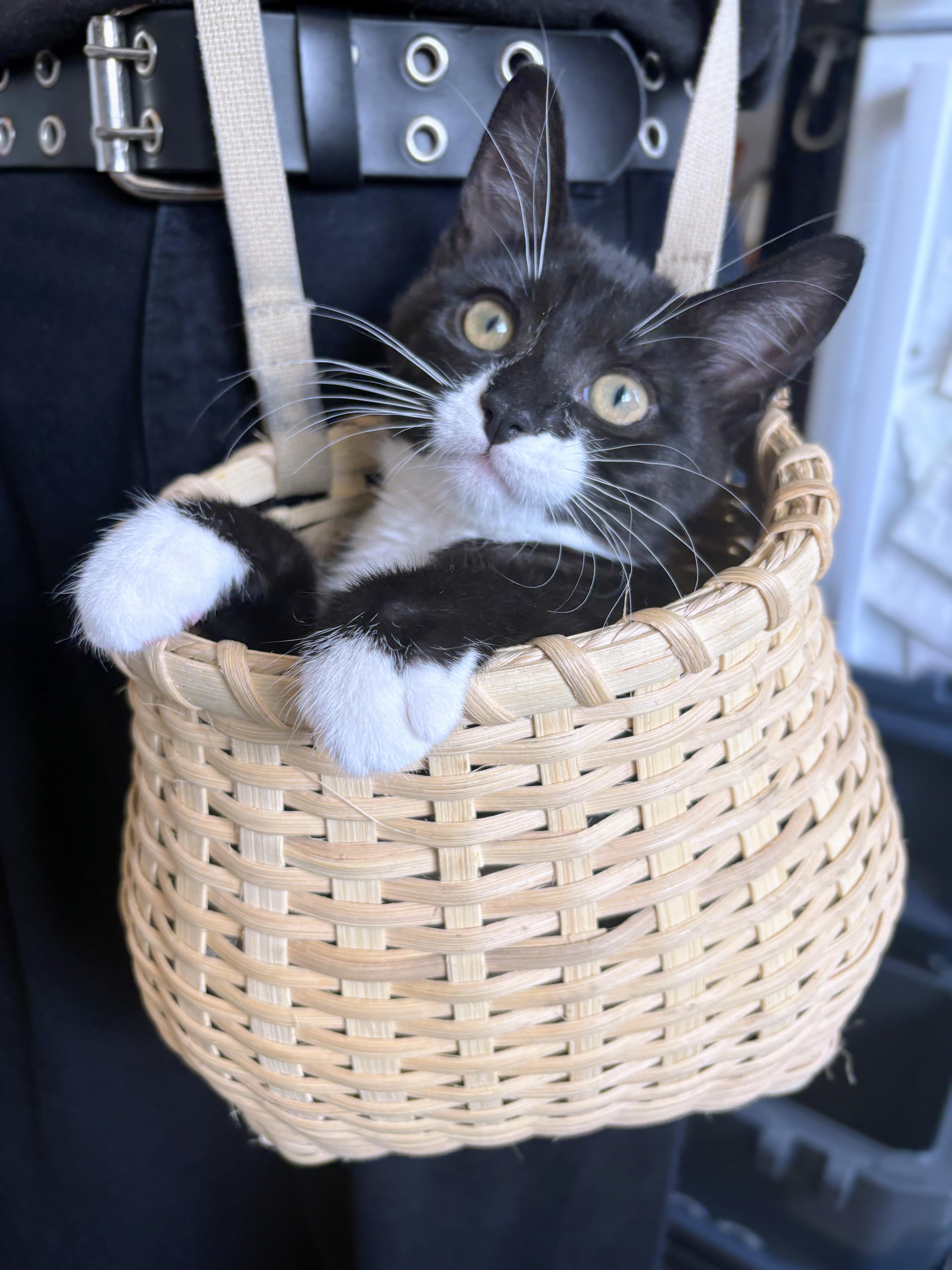Dale, a Adoptable Domestic Short Hair in Montreal, QC image 1/6