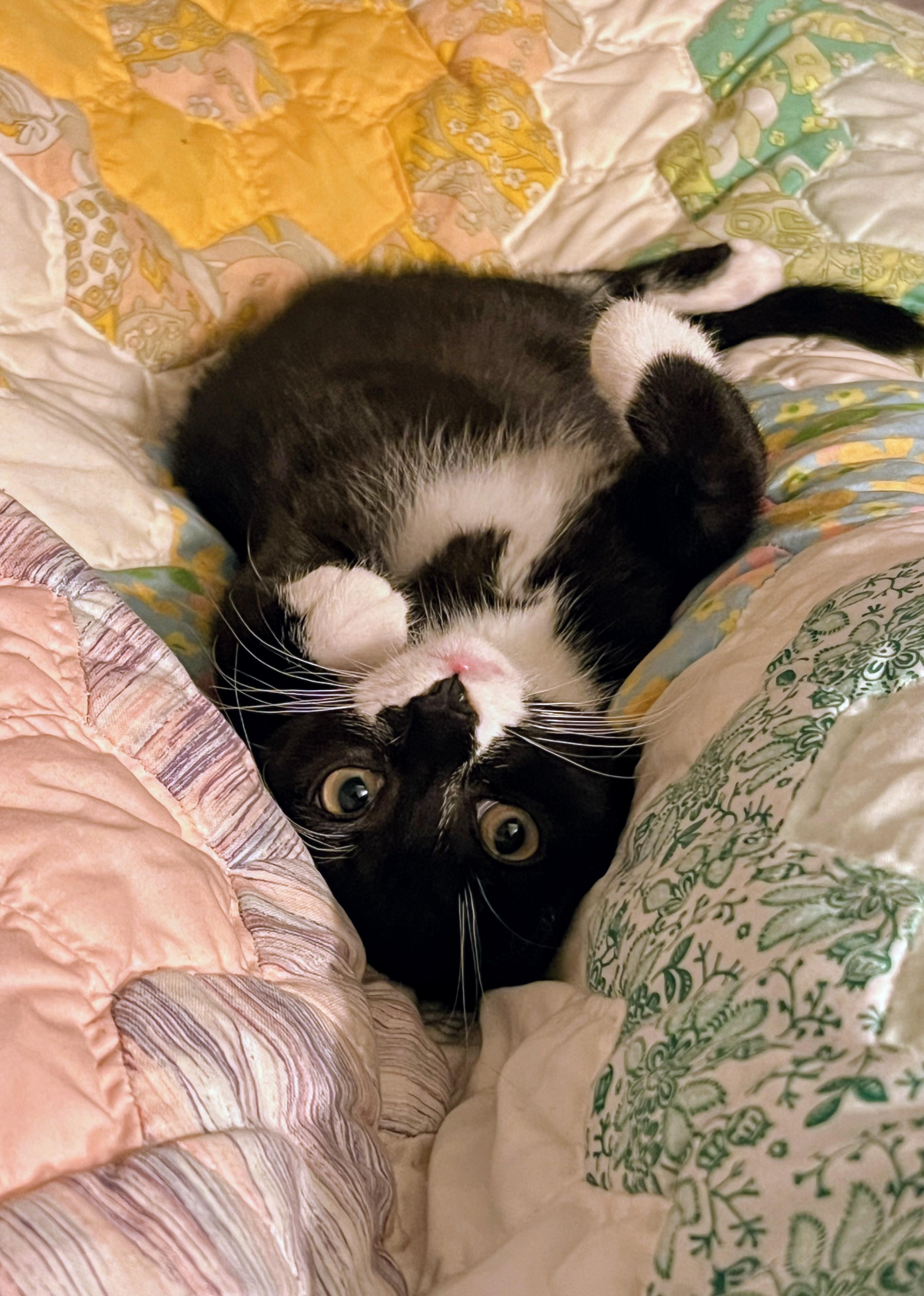 Dale, a Adoptable Domestic Short Hair in Montreal, QC image 4/6
