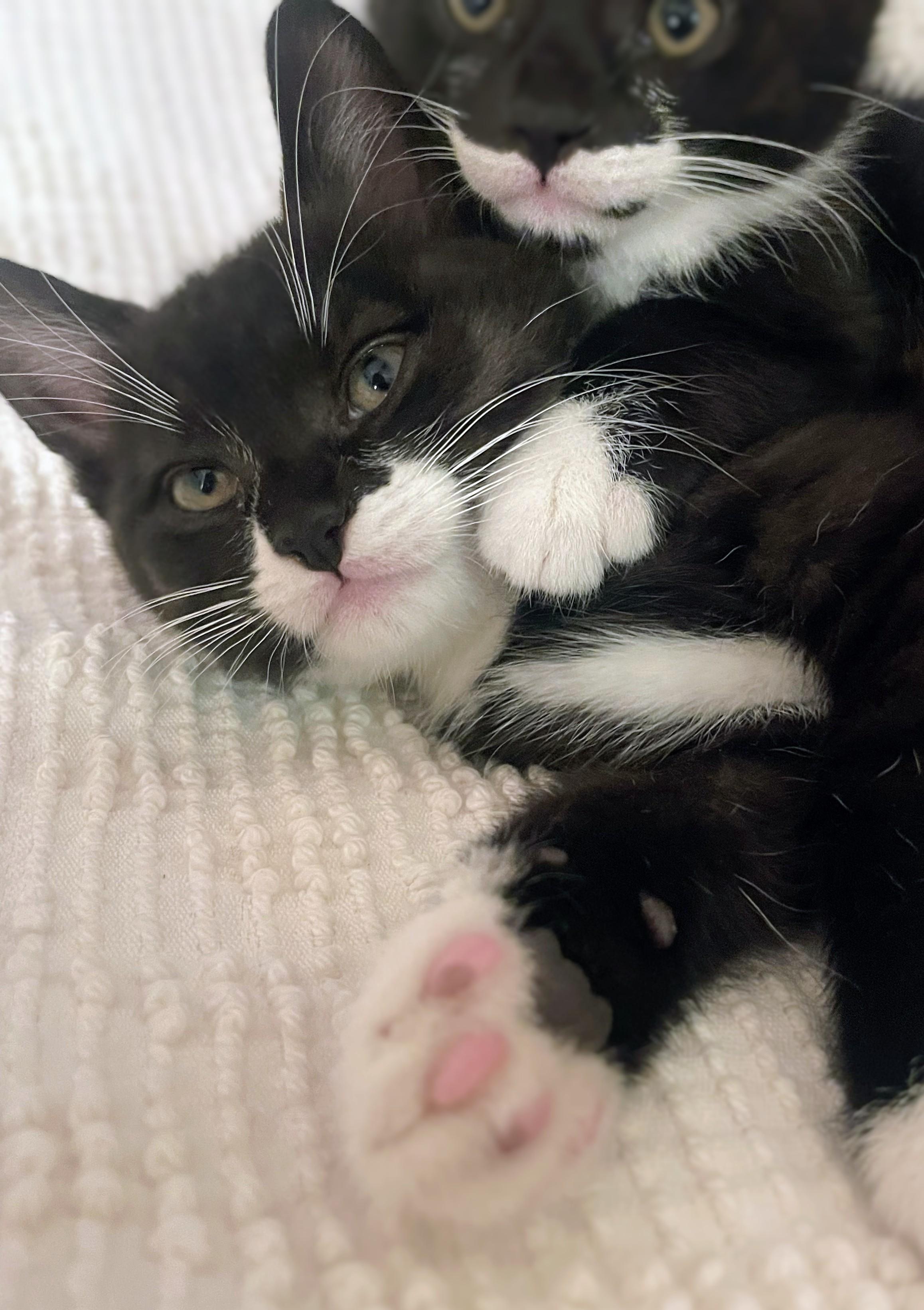 Dale, a Adoptable Domestic Short Hair in Montreal, QC image 6/6