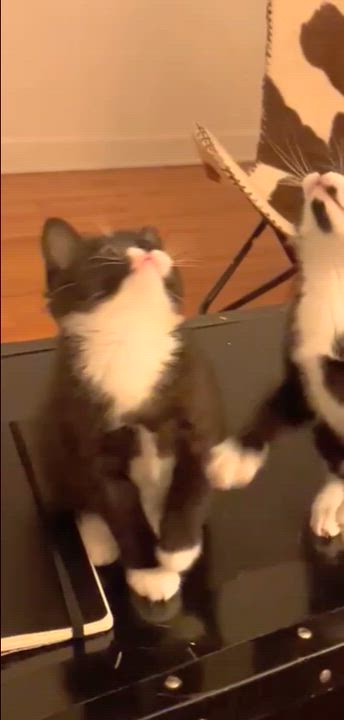 Enlarge Dale, a Adoptable Domestic Short Hair in Montreal, QC video 5/6
