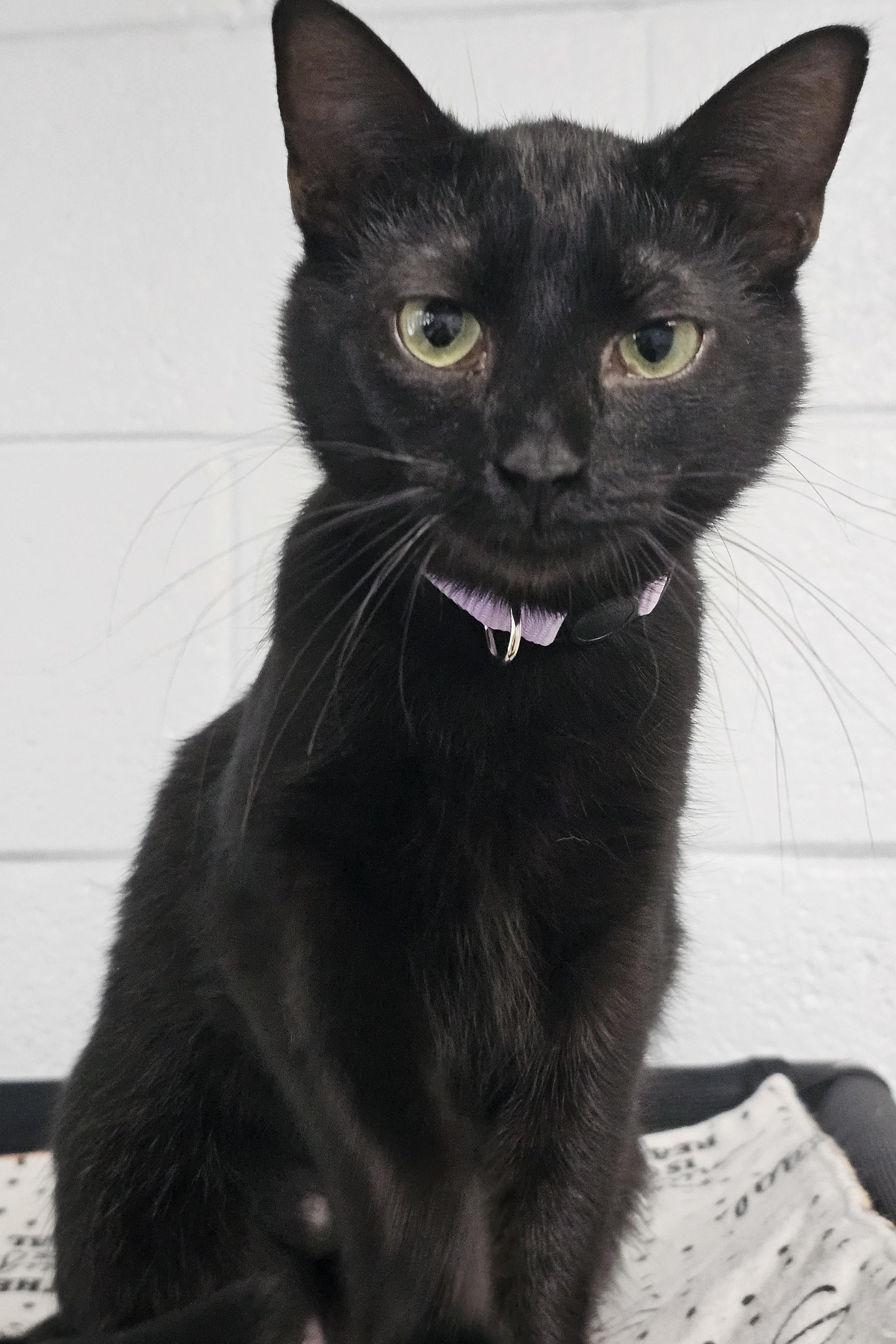 Enlarge Glam, an adopted Domestic Short Hair in Morganton, NC image 1/3