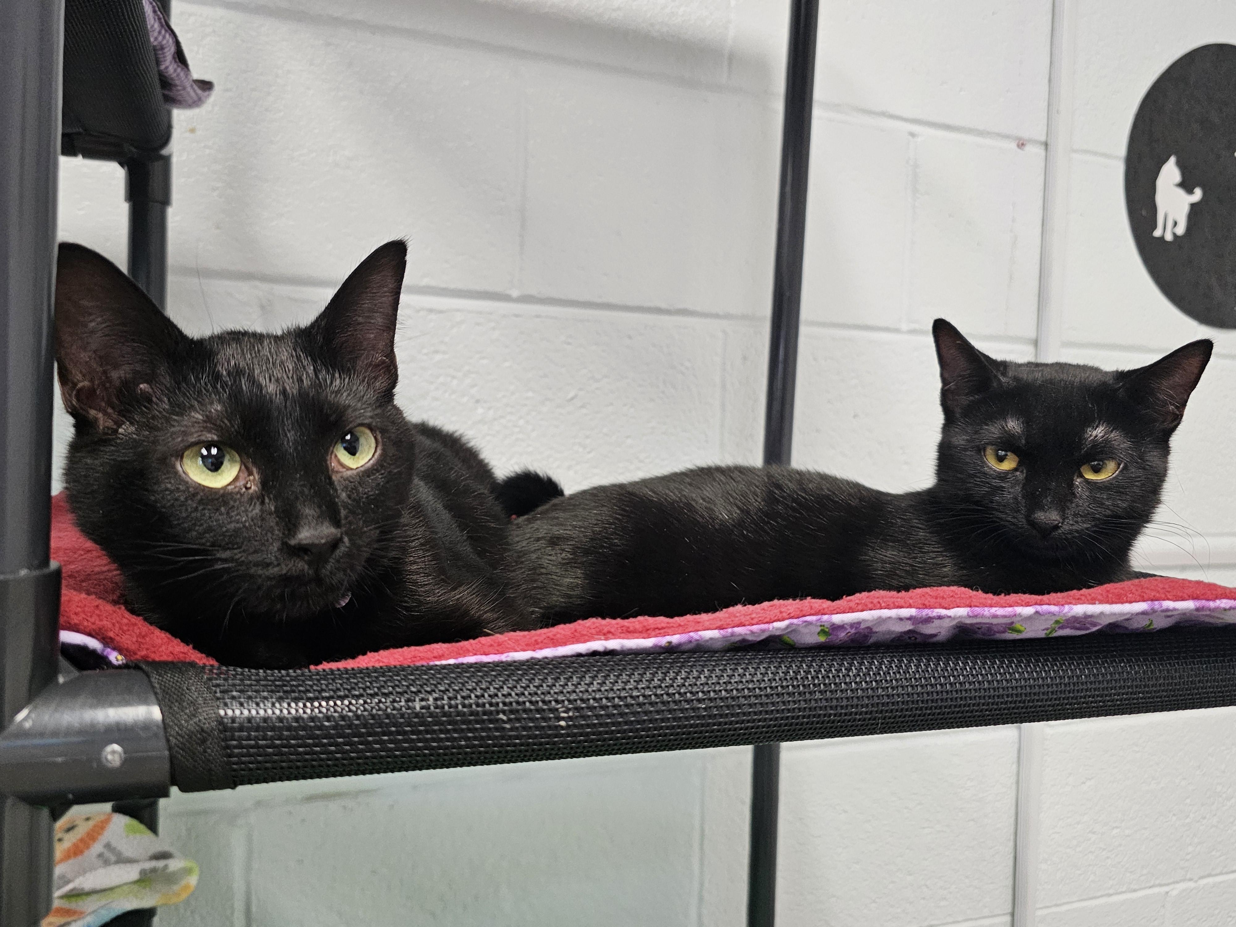 Enlarge Glam, an adopted Domestic Short Hair in Morganton, NC image 3/3