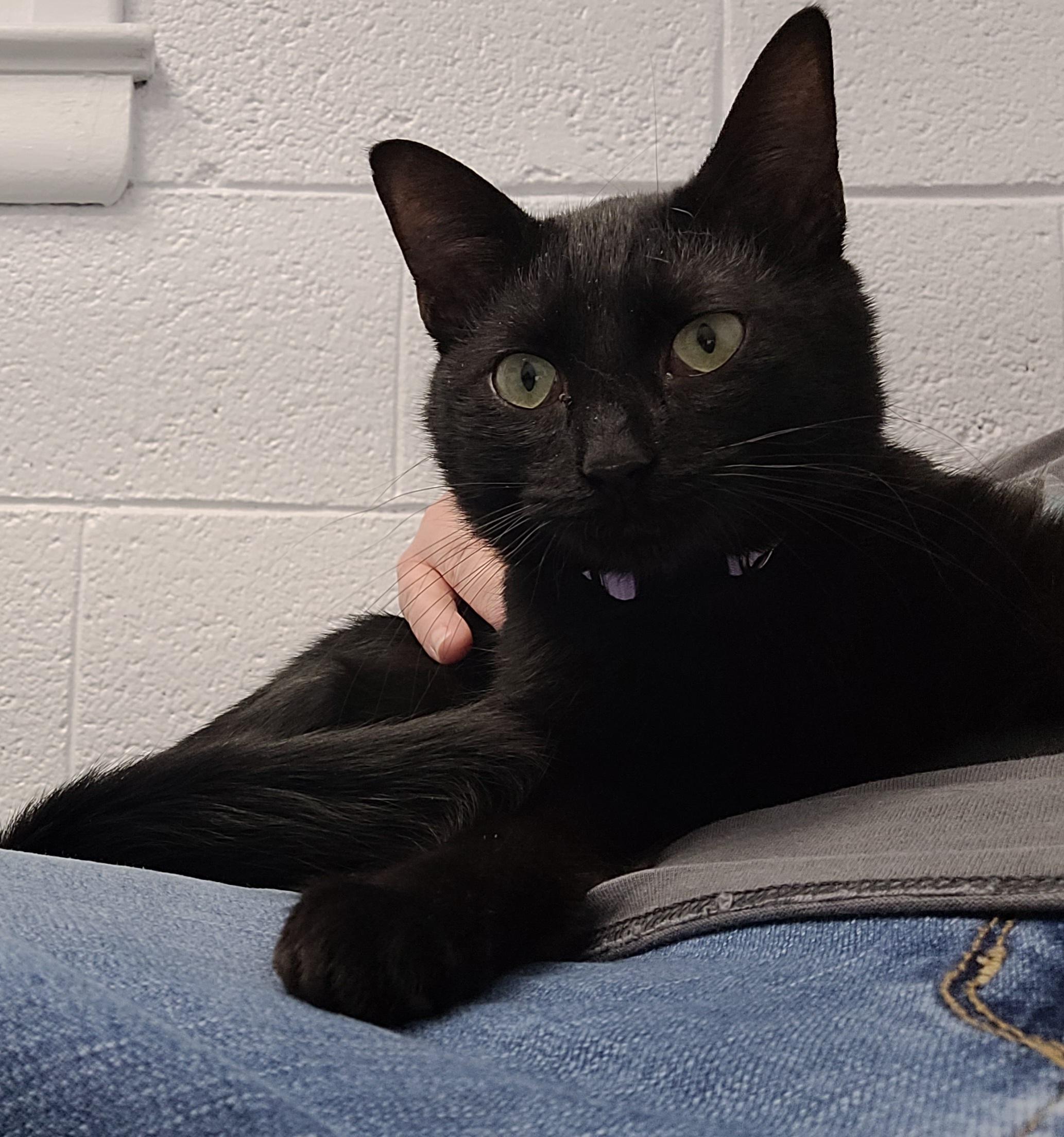 Enlarge Glam, an adopted Domestic Short Hair in Morganton, NC image 2/3