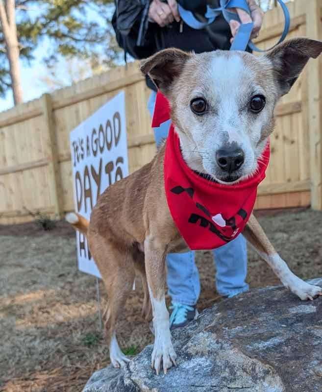 Enlarge Boomer, a Adoptable mixed breed in Kennesaw, GA image 3/6