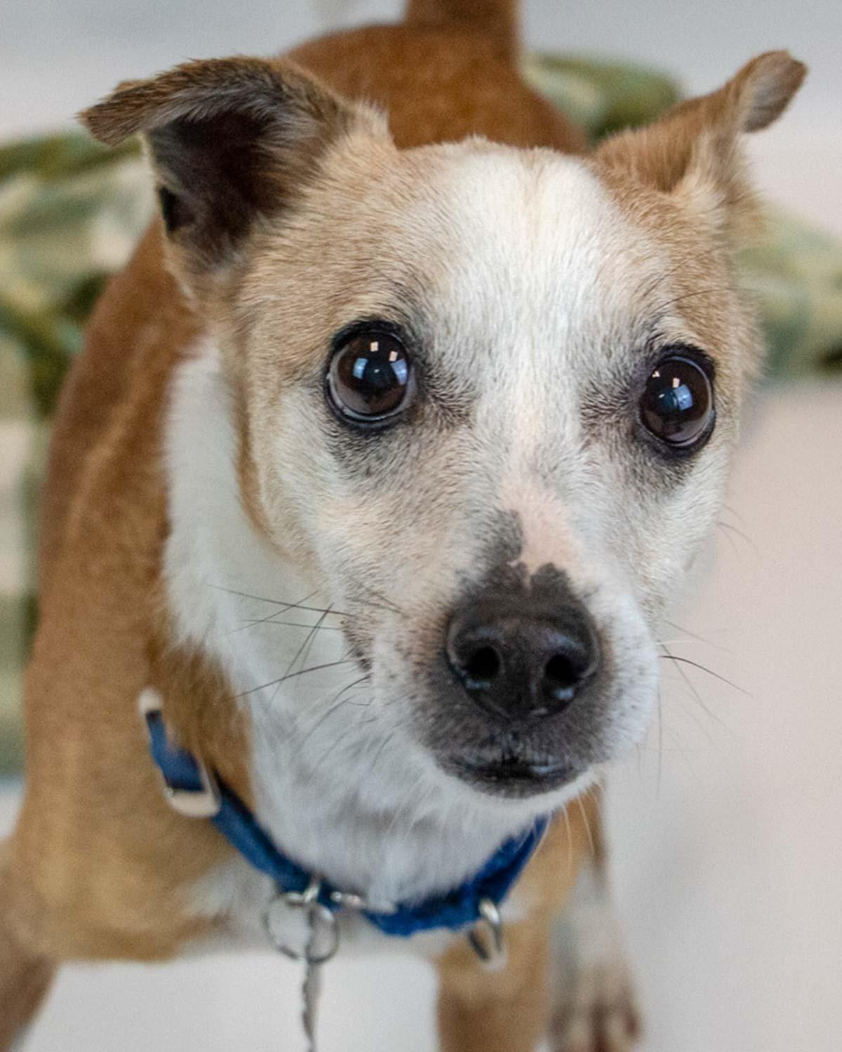 Boomer, Adoptable, Senior Male Jack Russell Terrier.