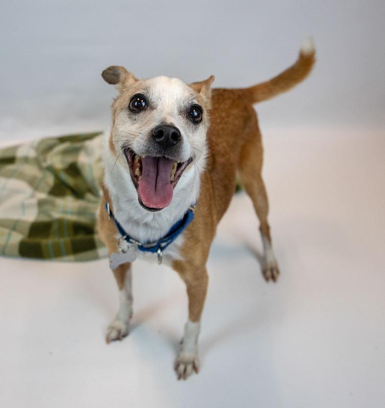 Enlarge Boomer, a Adoptable mixed breed in Kennesaw, GA image 2/6