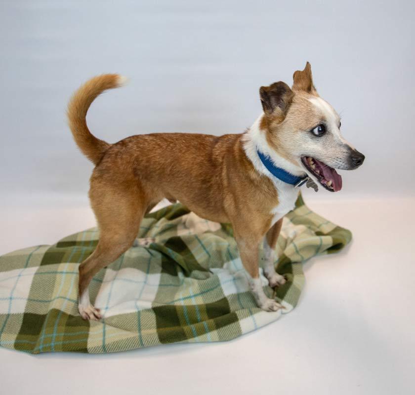 Enlarge Boomer, a Adoptable mixed breed in Kennesaw, GA image 3/6