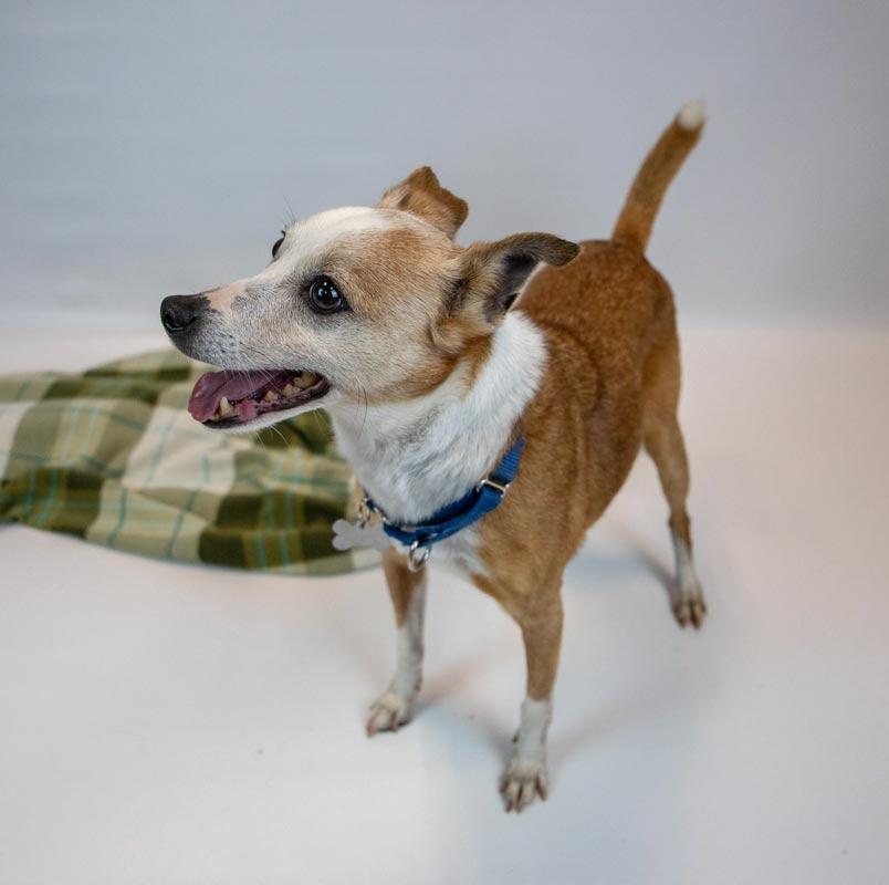 Enlarge Boomer, a Adoptable mixed breed in Kennesaw, GA image 4/6
