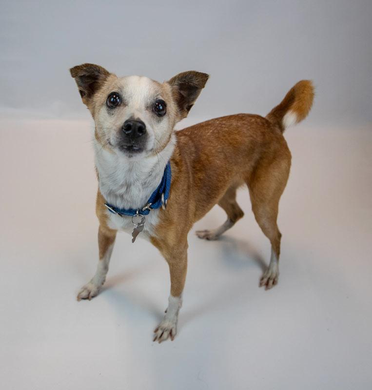 Enlarge Boomer, a Adoptable mixed breed in Kennesaw, GA image 5/6
