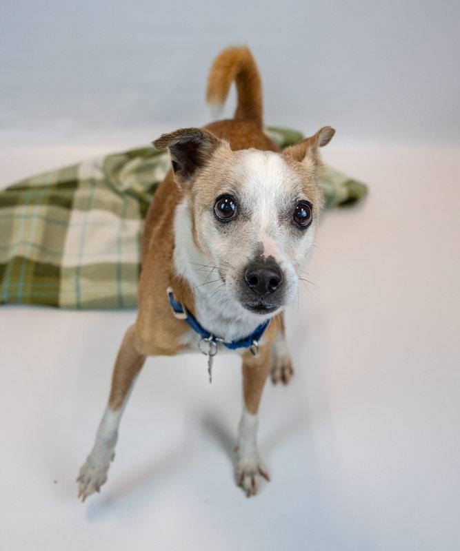 Enlarge Boomer, a Adoptable mixed breed in Kennesaw, GA image 6/6