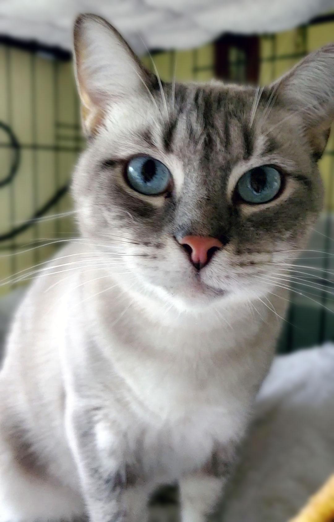 Basilio, ADOPTABLE, Young Male Siamese.