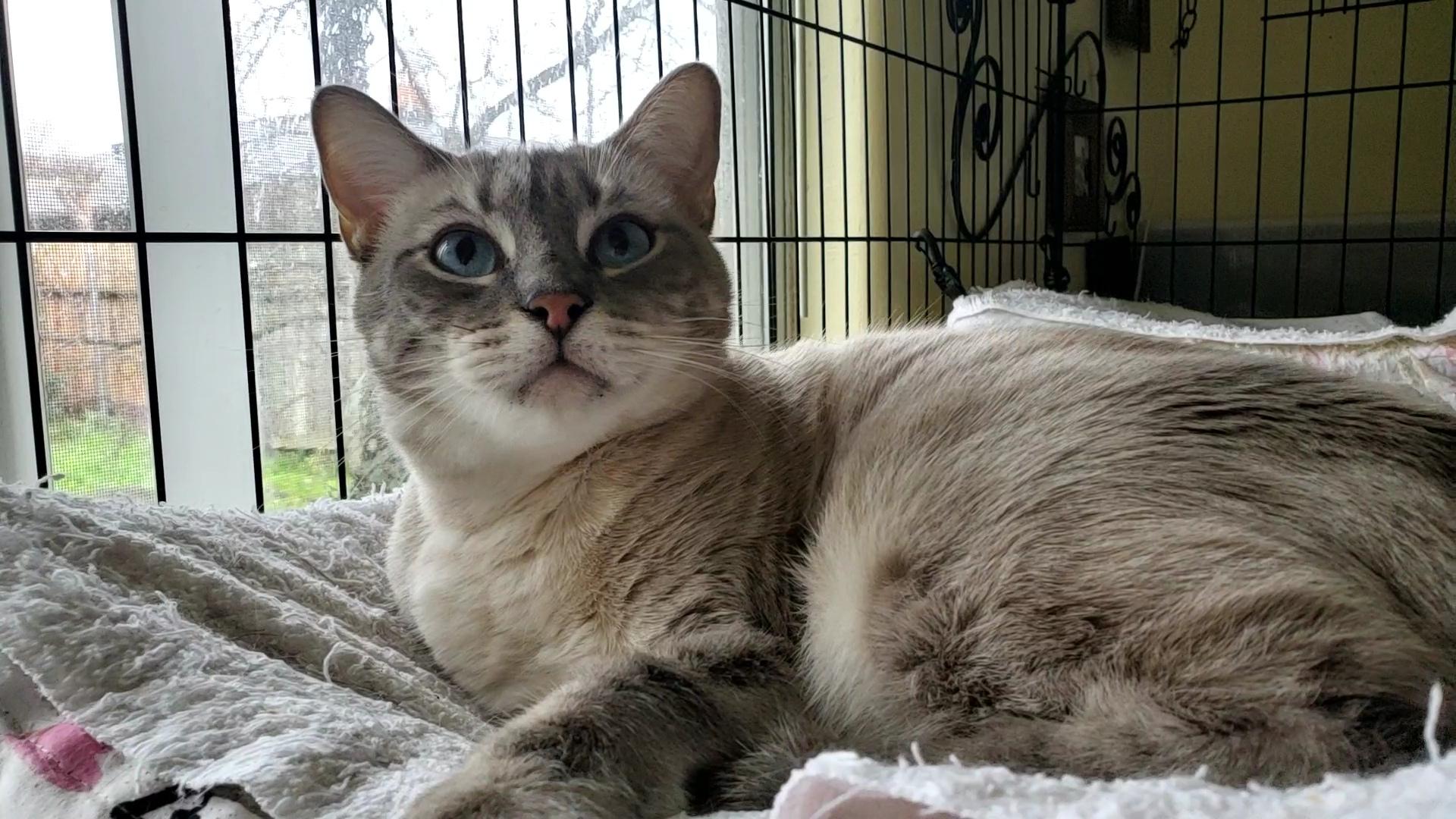 Basilio, a ADOPTABLE mixed breed in Davis, CA image 2/3