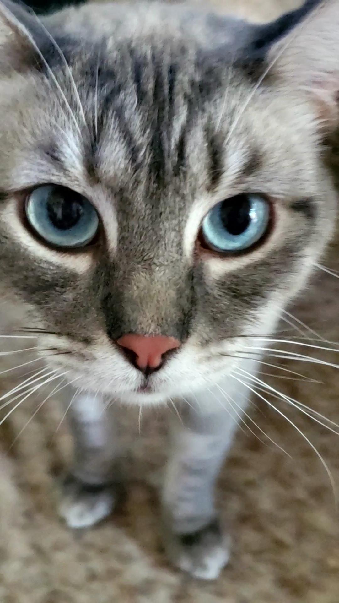 Basilio, a ADOPTABLE mixed breed in Davis, CA image 3/3