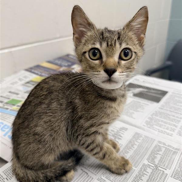 Fish, Adoptable, Kitten Male Domestic Short Hair.