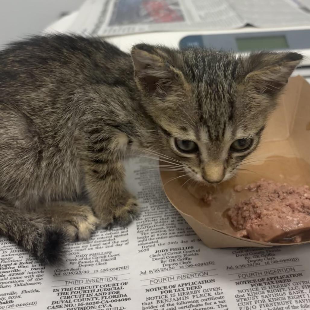 Enlarge Fish, a Adoptable Domestic Short Hair in Jacksonville, FL image 2/2