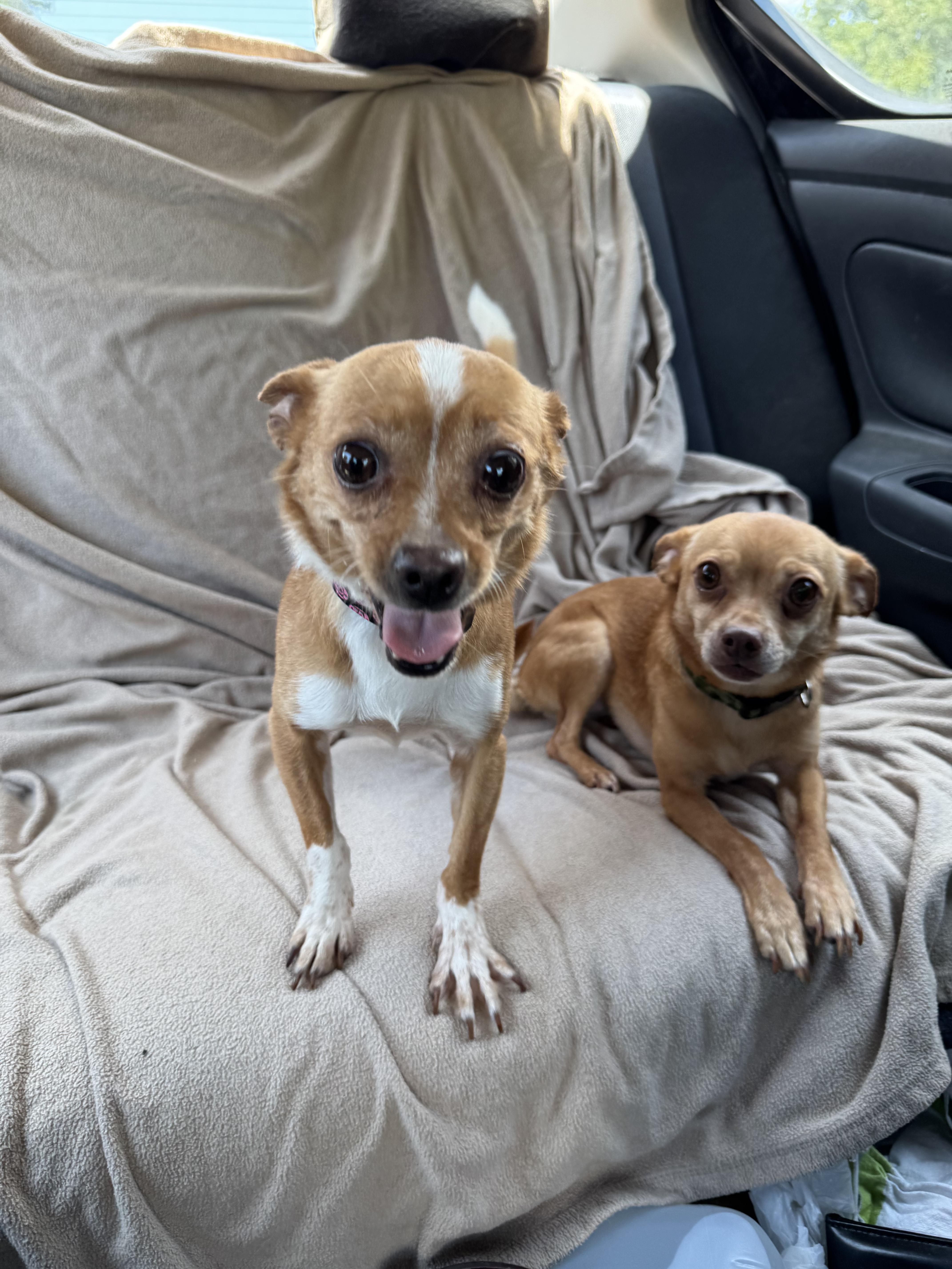 Enlarge Rachel, a Adoptable mixed breed in Cumming, GA image 6/6