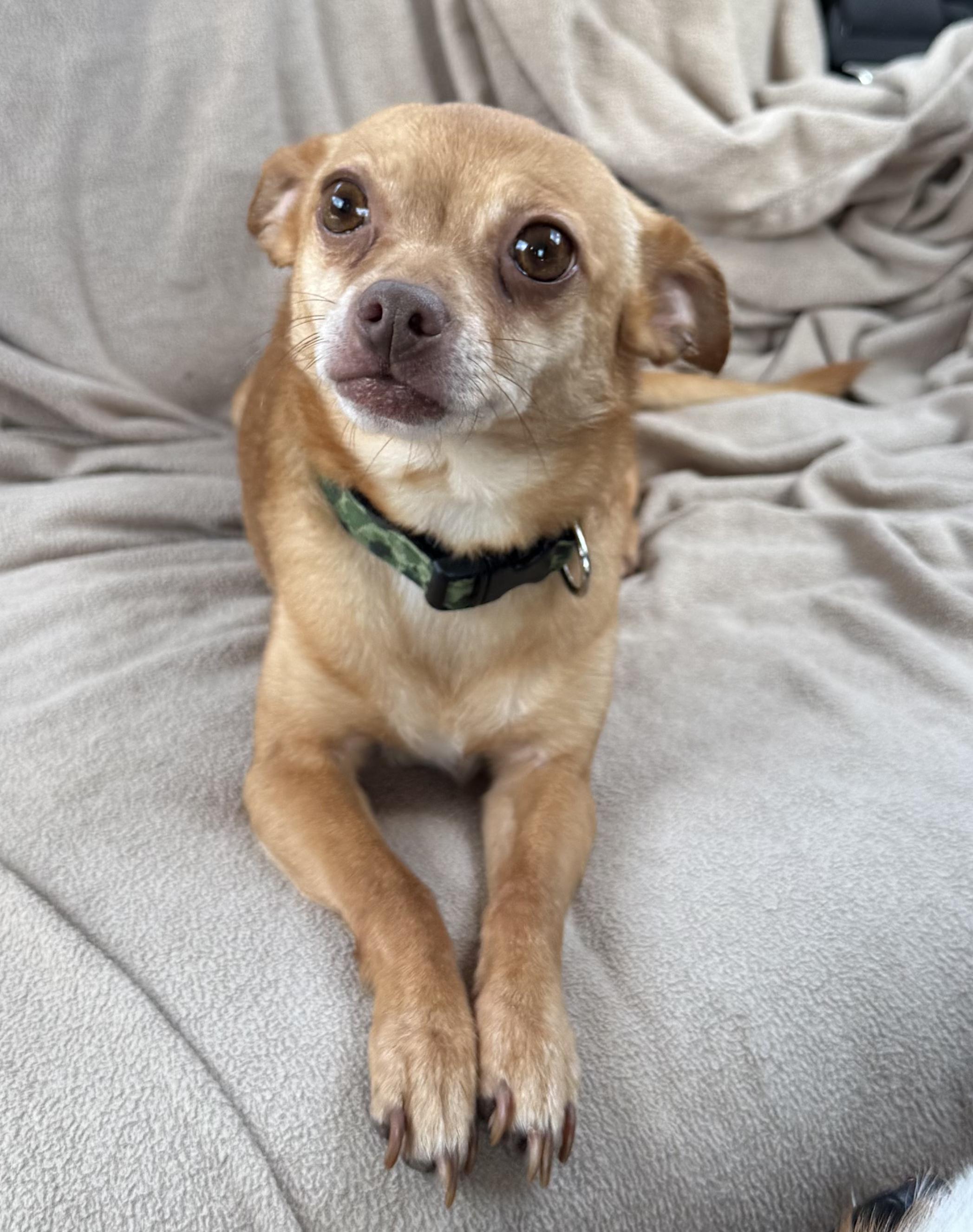 Rachel, Adoptable, Adult Female Chihuahua.