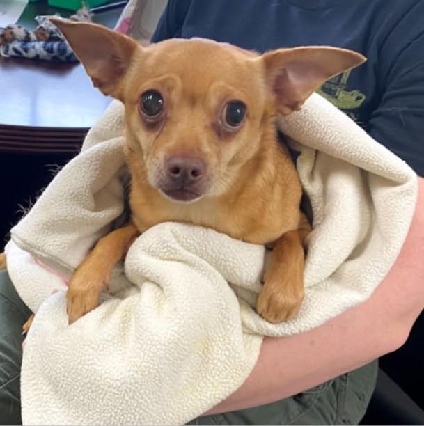 Rachel, Adoptable, Adult Female Chihuahua.