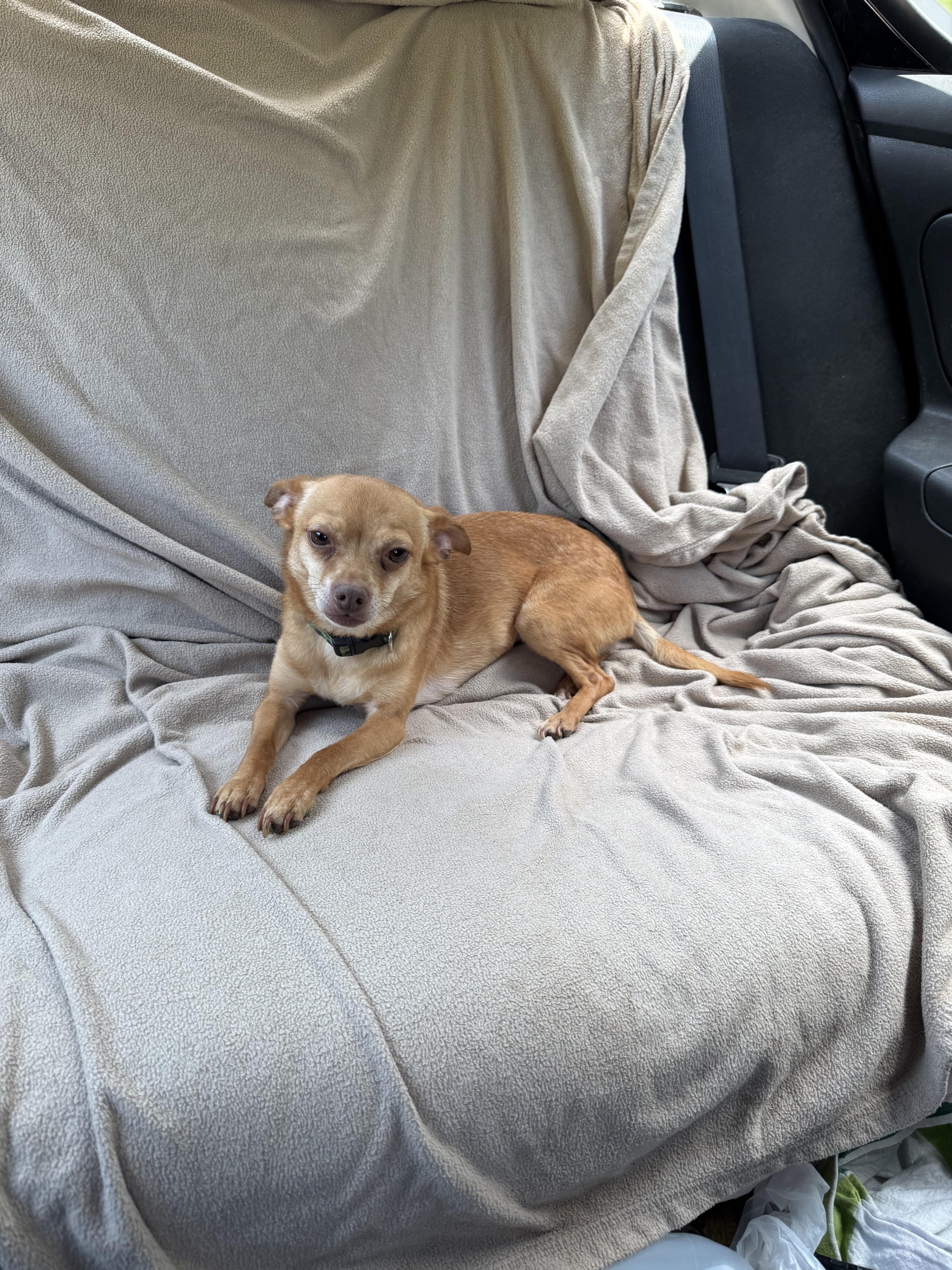 Enlarge Rachel, a Adoptable mixed breed in Cumming, GA image 4/6