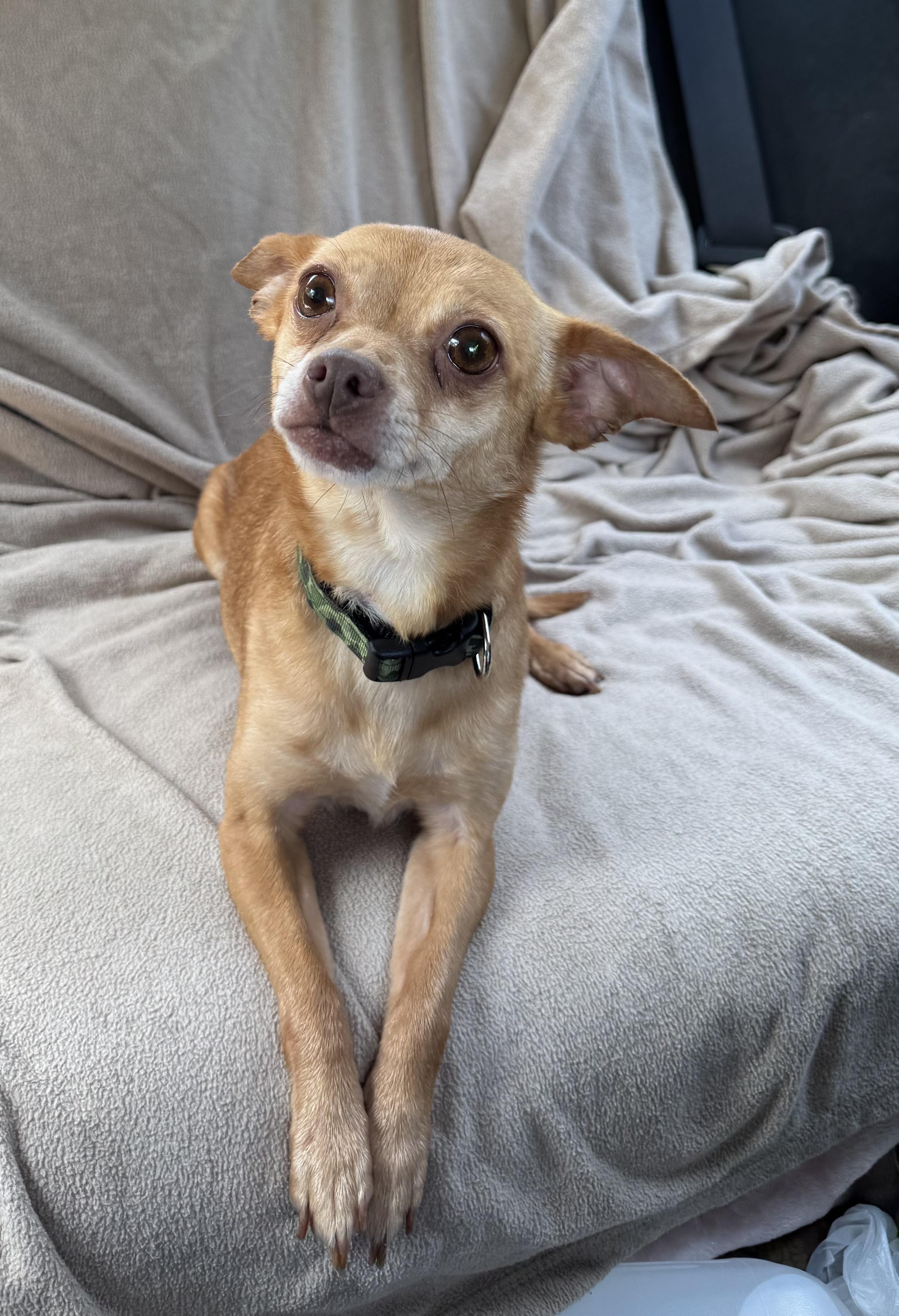 Enlarge Rachel, a Adoptable mixed breed in Cumming, GA image 2/3