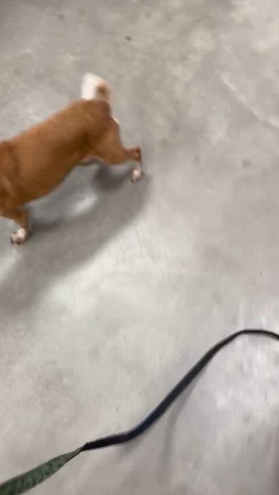 Enlarge Rachel, a Adoptable mixed breed in Cumming, GA video 3/3