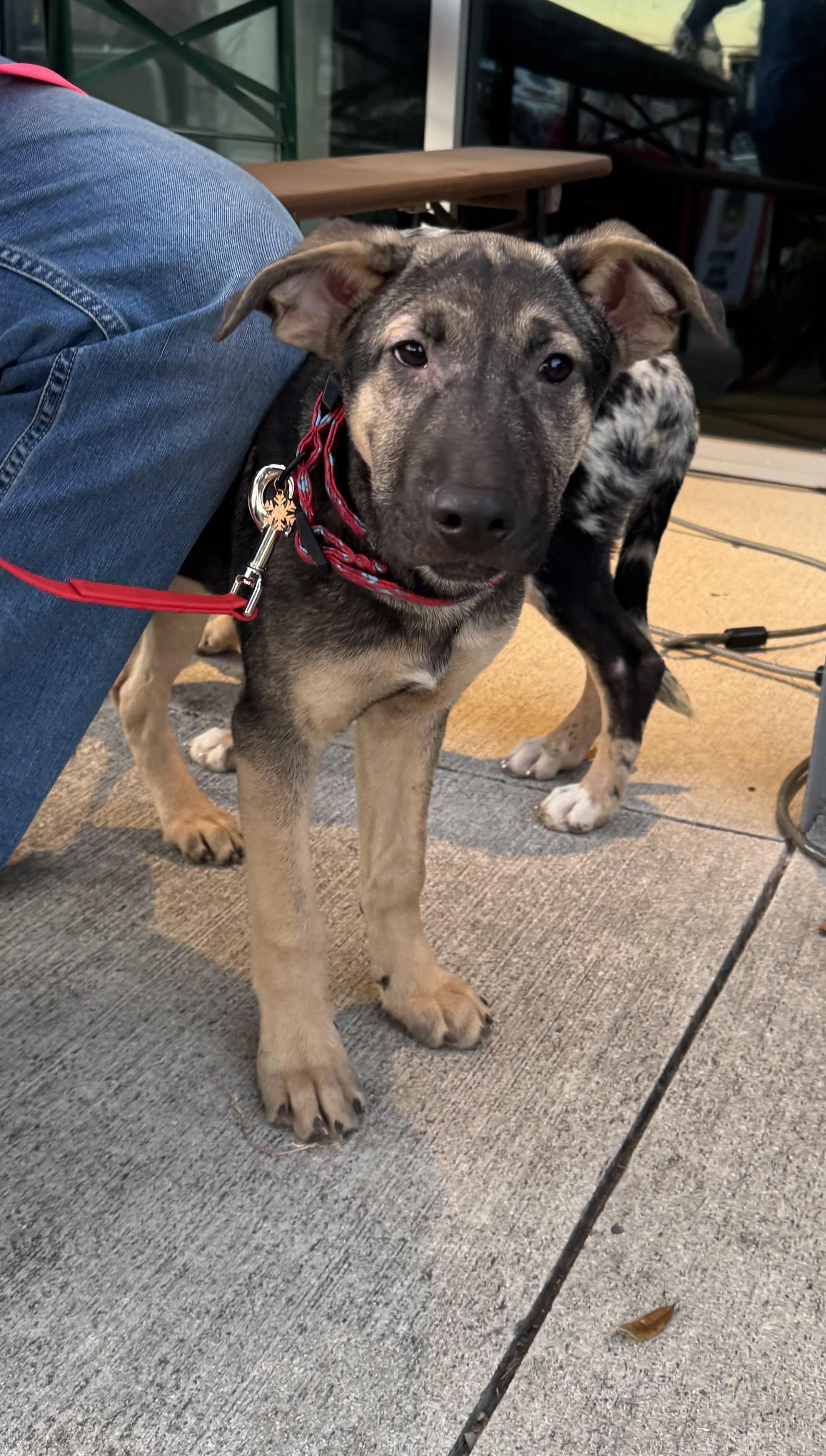 Flynn Ryder, Adoptable, Puppy Male Mixed Breed.