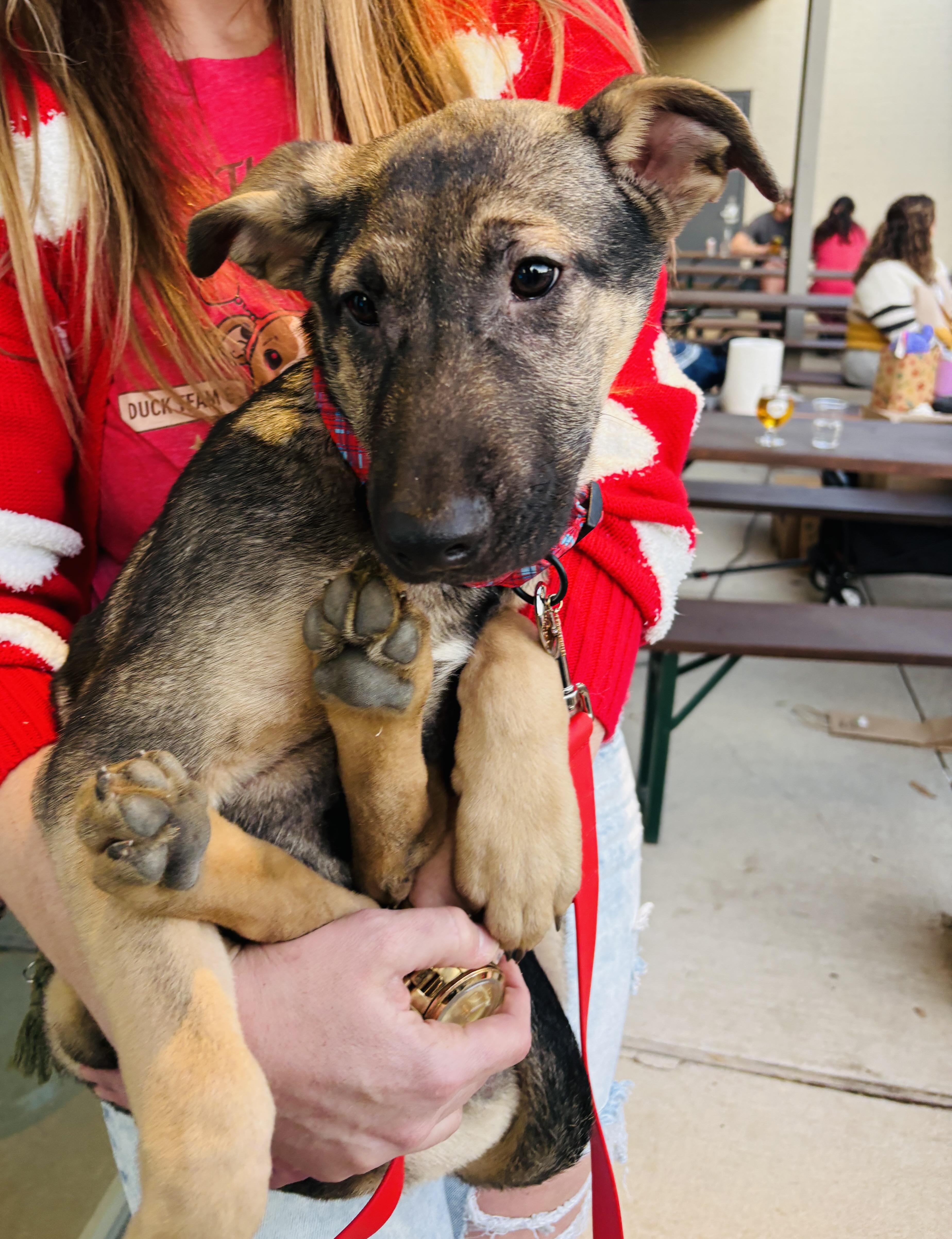 Enlarge Flynn Ryder, a Adoptable mixed breed in Dallas, TX image 2/5