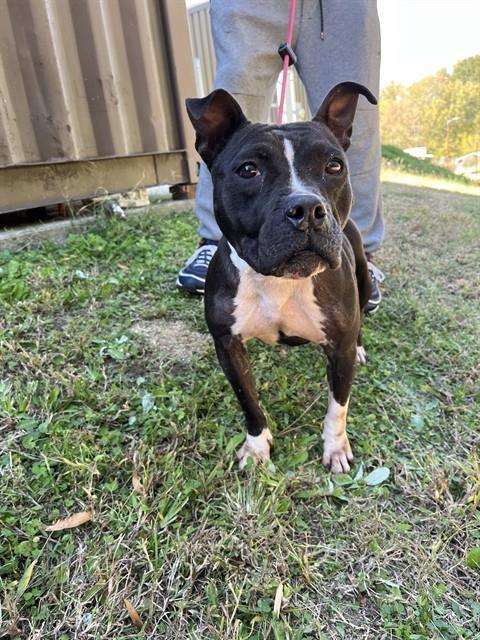 BABEE, Adoptable, Adult Female American Staffordshire Terrier.