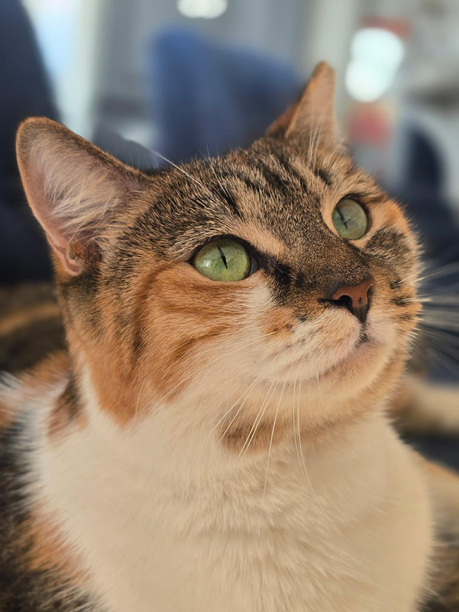 Enlarge Rose (FIV+), a Adoptable Domestic Short Hair in LITTLE MOUNTAIN, SC image 1/4