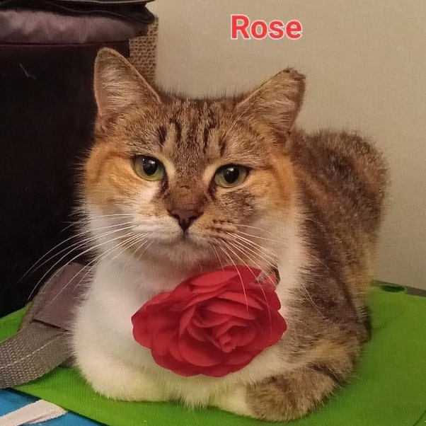 Rose (FIV+), a Adoptable Domestic Short Hair in LITTLE MOUNTAIN, SC image 1/3