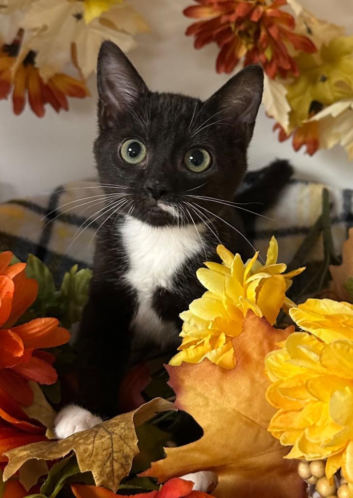 6/29/25 - Tracy, Adoptable, Young Female Domestic Short Hair.