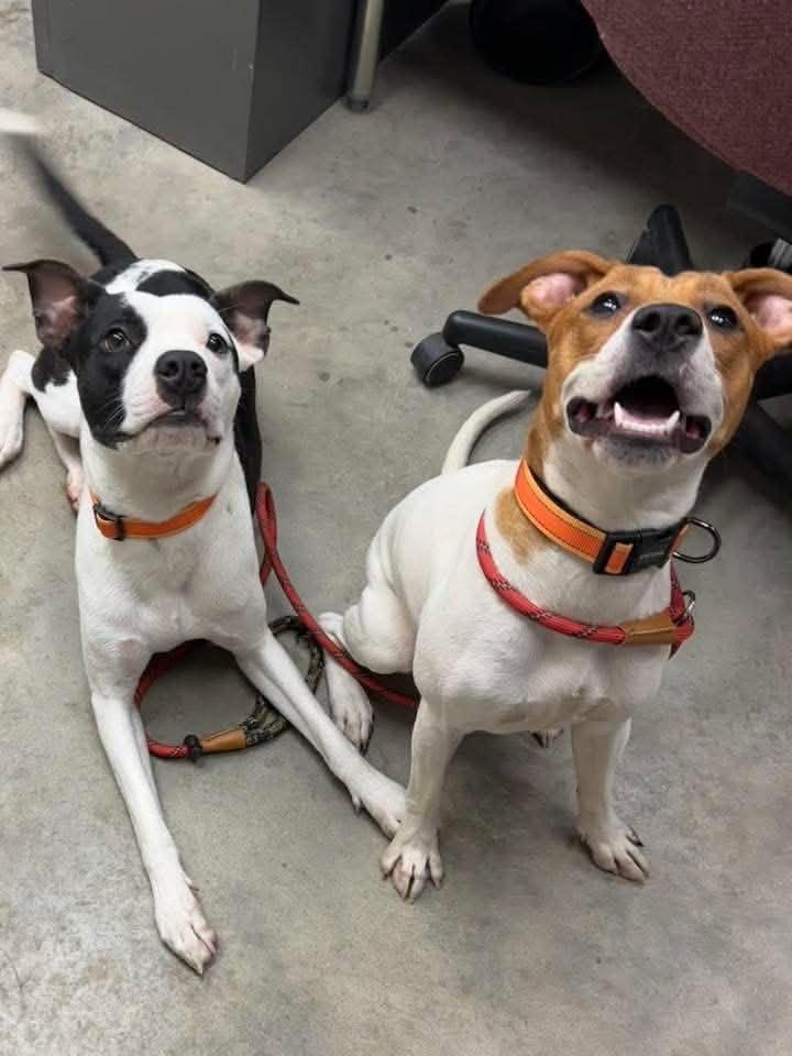 Spot, a ADOPTABLE mixed breed in Ferndale, WA image 2/4