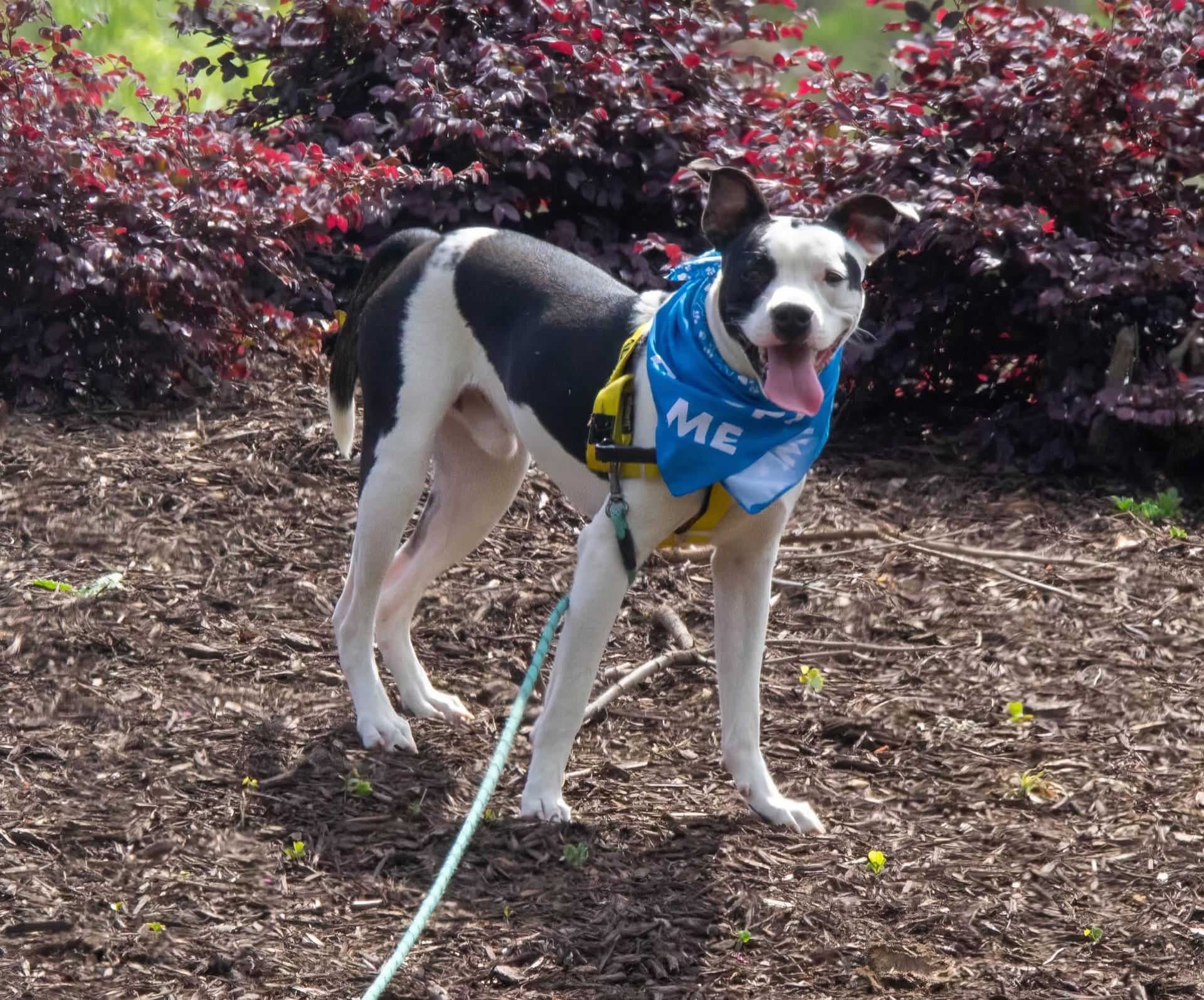 Spot, a ADOPTABLE mixed breed in Ferndale, WA image 3/4
