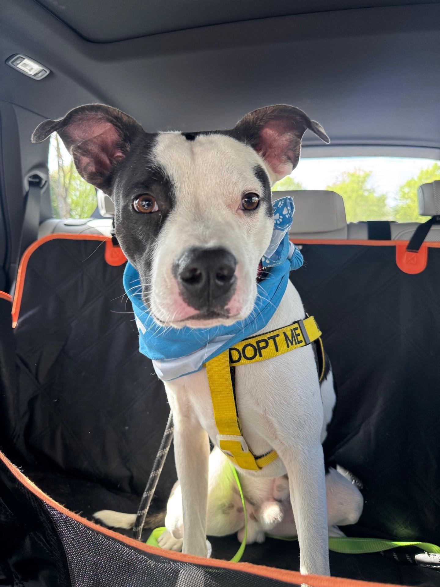 Spot, ADOPTABLE, Young Male American Staffordshire Terrier.