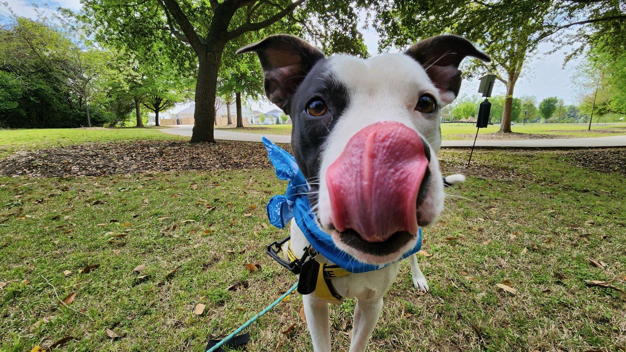 Spot, a ADOPTABLE mixed breed in Ferndale, WA image 4/4